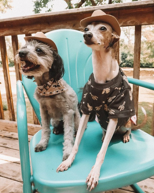 Casual Cutie Rodeo Dog T-Shirt