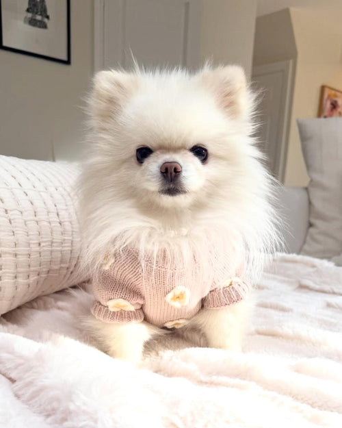 Petal Perfect Blush Daisy Dog Sweater