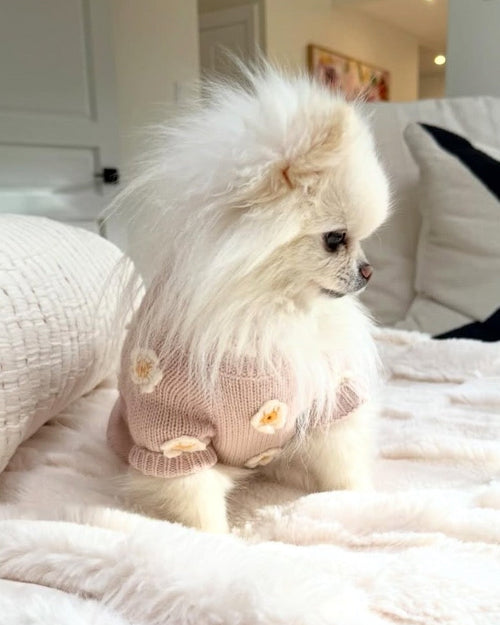Petal Perfect Blush Daisy Dog Sweater