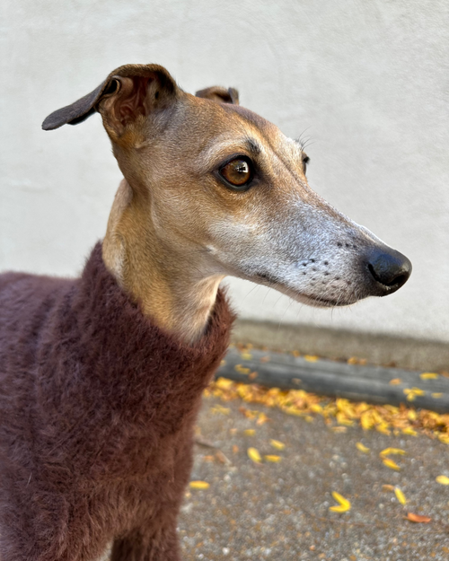 Bobbi Chocolate Eyelash Knit Dog Sweater