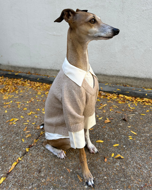 Like A Boss Two-fer Collared Tan Dog Sweater