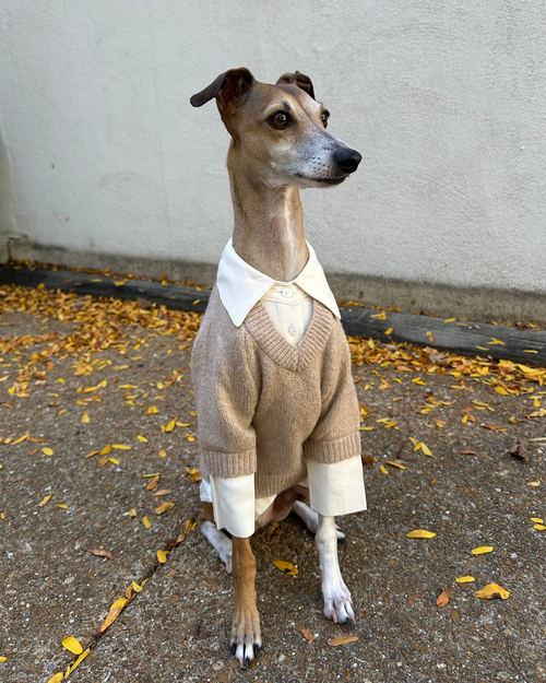 Like A Boss Two-fer Collared Tan Dog Sweater