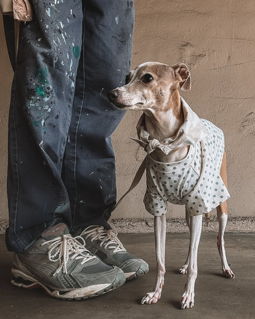 Green pet t shirt with trendy polka dot pattern for modern dog style. Updated May 2026.