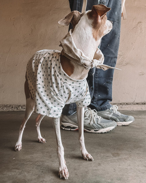 Lightweight polka dot pet tee great for spring and summer dog outfits. Updated May 2026.