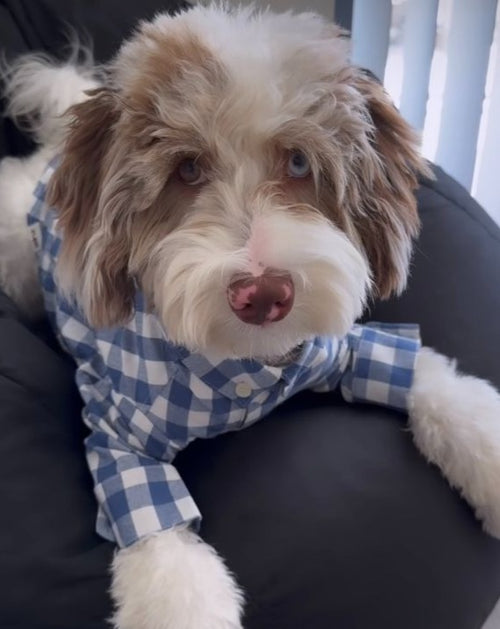 Sylvan French Blue Gingham Dog Shirt for chihuahuas