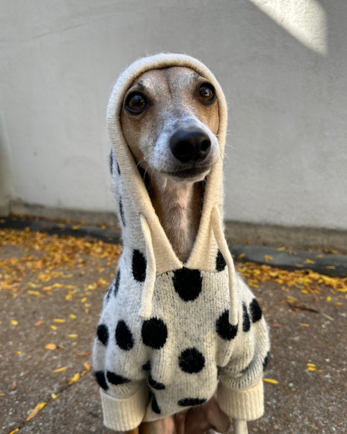 Venice Ivory + Black Polka Dot Dog Hoodie
