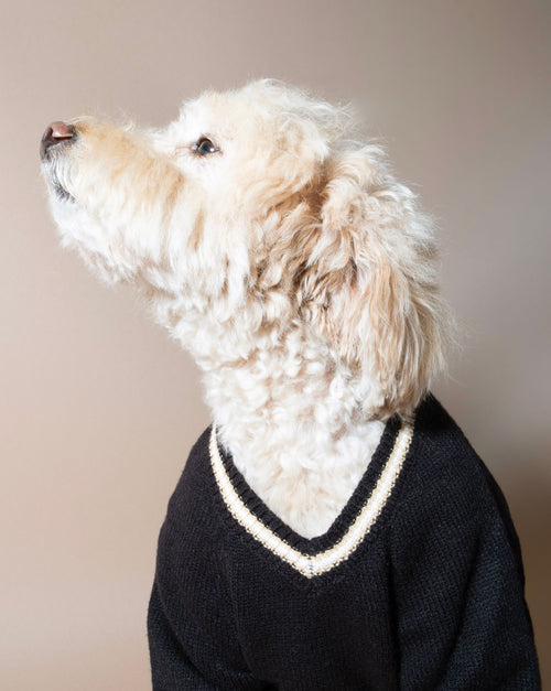 Black varsity dog sweater, perfect for cooler days, great for small to medium breeds like Beagles and Chihuahuas.