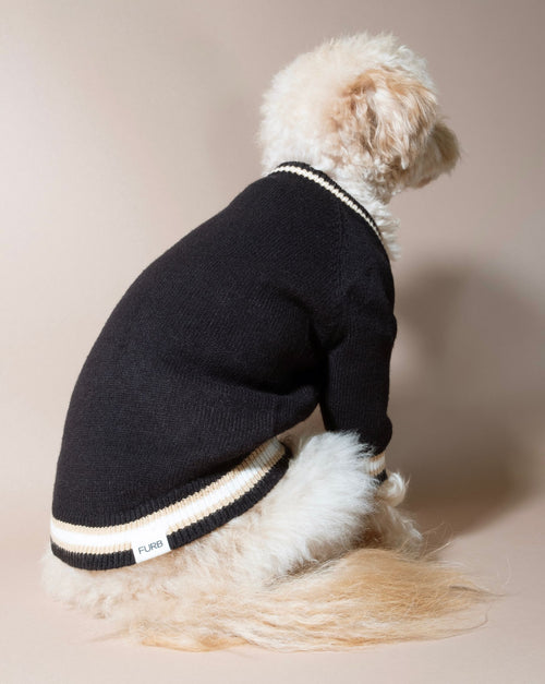 Classic black varsity sweater with a perfect fit for fashionable dogs like Boston Terriers and Miniature Poodles.