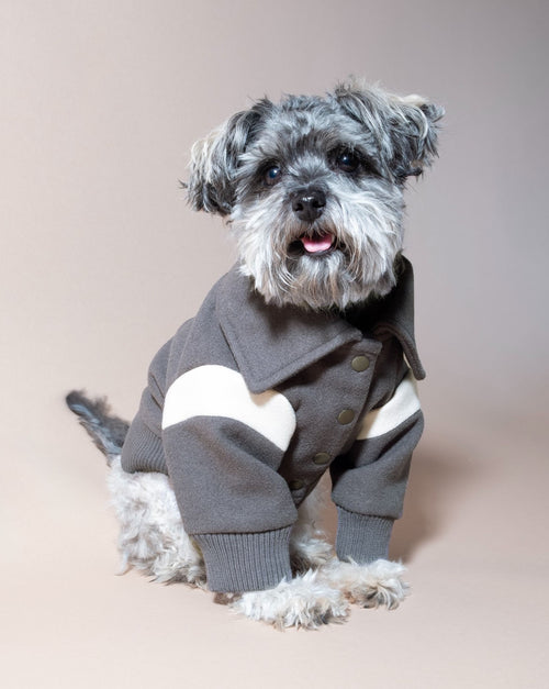 Gray wool varsity jacket for dogs, perfect for cooler weather and stylish outings.