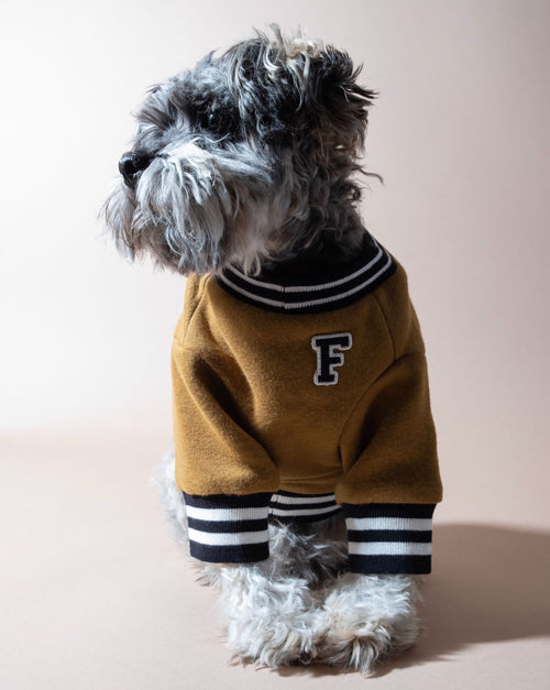 Cozy brown varsity-style dog sweater, great for breeds like Beagles, Dachshunds, and Pugs