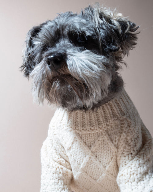 Aspen ivory cable knit dog sweater, perfect for keeping your pet warm and stylish.