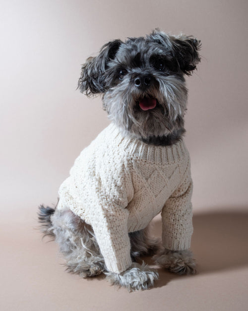 Classic ivory cable knit dog sweater, designed for warmth and comfort during cooler months.