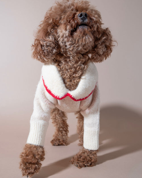 Soft ivory dog sweater with a stylish bow, ideal for making your pup the center of attention.