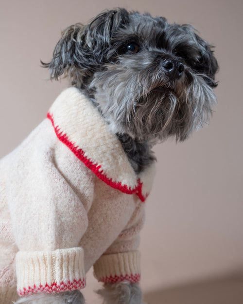 Elegant ivory dog sweater with a bow, a must-have accessory for any special occasion.