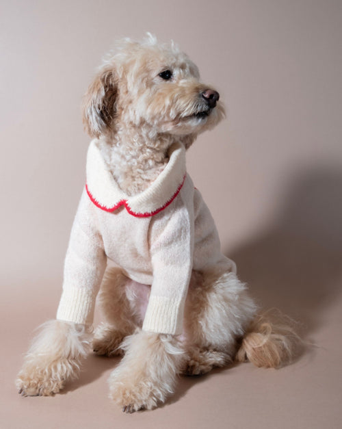 Fashionable ivory dog sweater with a large bow, perfect for sophisticated pups.