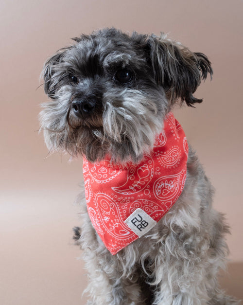 Dolly red print dog bandana, perfect for a stylish and fun accessory for your dog.