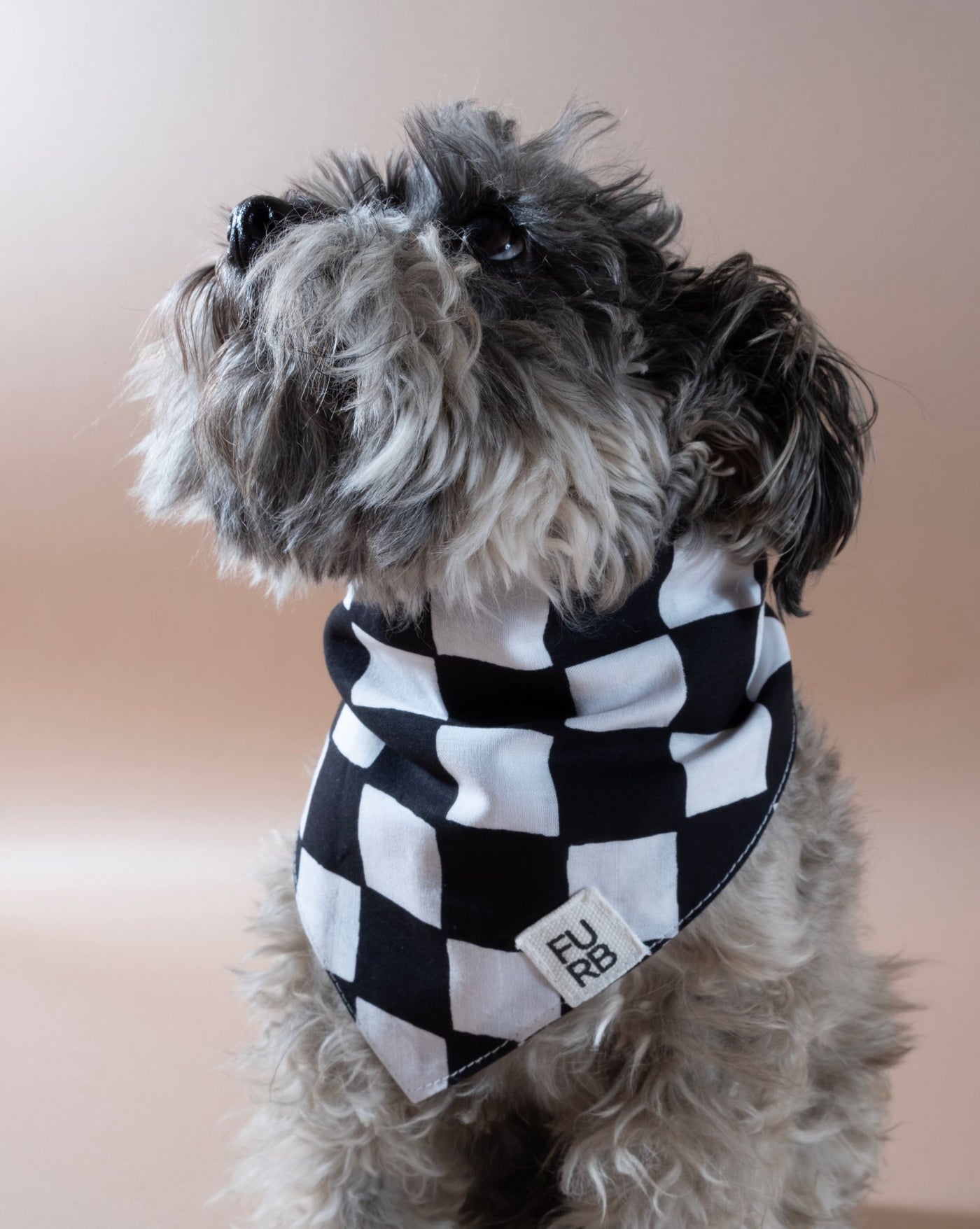 Black checkered dog bandana, adding flair to your dog's look.