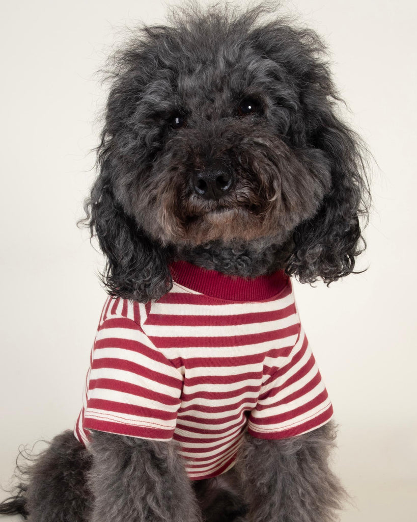 Playful Pooch + Ivory Striped Dog T Shirt