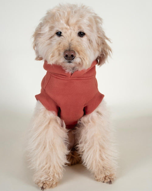 Stylish cayenne red dog hoodie with short sleeves, perfect for cooler days while keeping your pup fashionable.