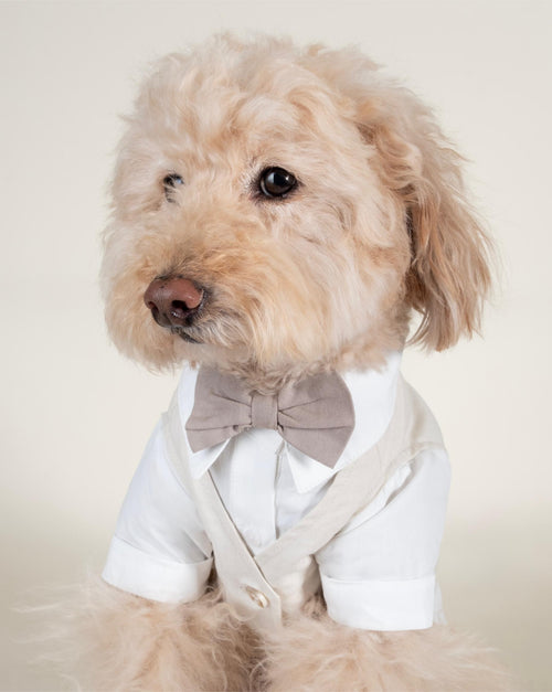Stylish wedding outfit for male dogs featuring a white button-up shirt with classic design