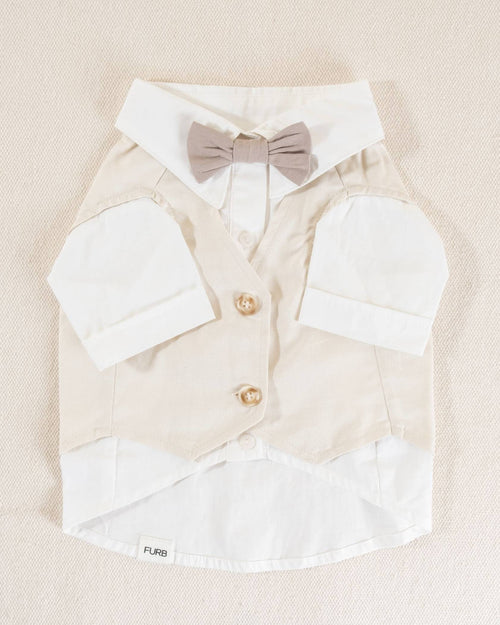 Boy dog wedding outfit close-up with button detail and stylish collar