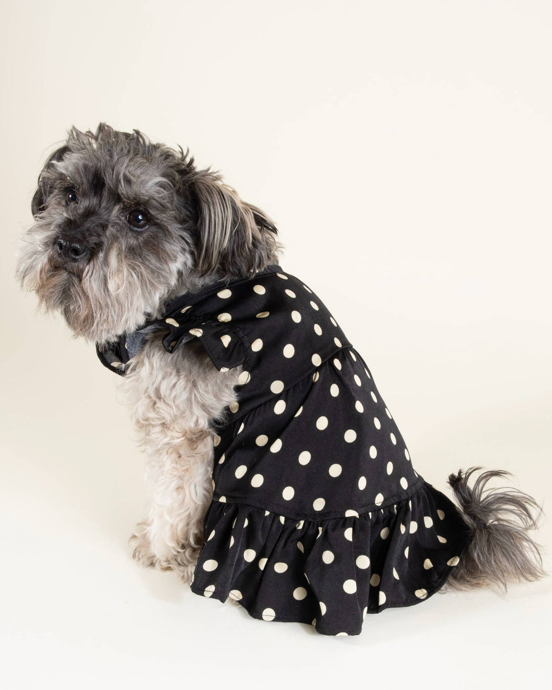 black dog dress Bling Black Dog Dress | Wedding | Poshdoglife.com