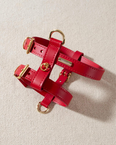 red leather dog harness with gold accents