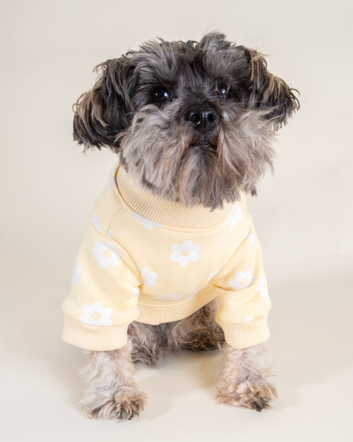 Floral sweatshirt for dogs, designed for comfort and warmth, ideal for chilly days