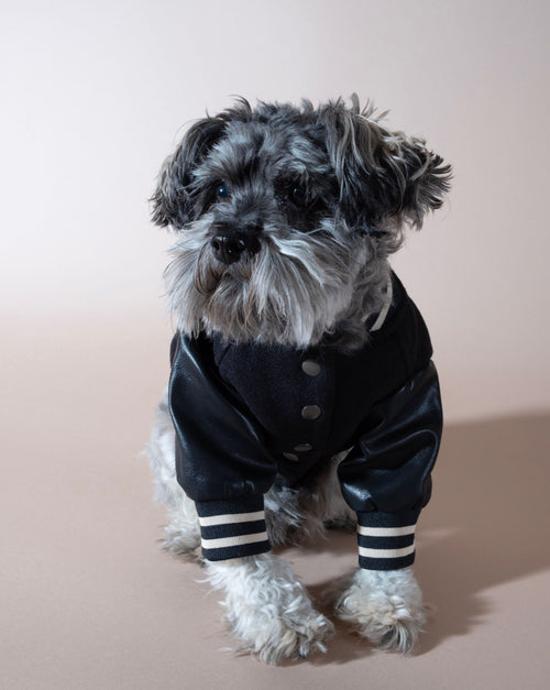 Black leather dog jacket, perfect for fashionable and active pups.