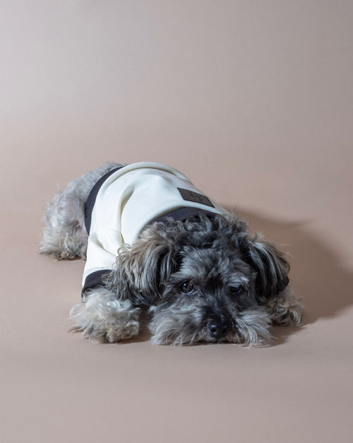 Ivory + black track jacket for dogs. Perfect for everyday wear or a jog with your pup.