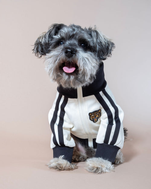 Ivory and black track jacket for dogs, sporty and stylish, perfect for active pups.