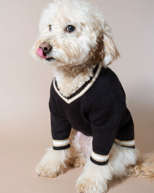 Classic black varsity dog sweater, perfect for small to medium breeds like Poodles, Beagles, and Chihuahuas.