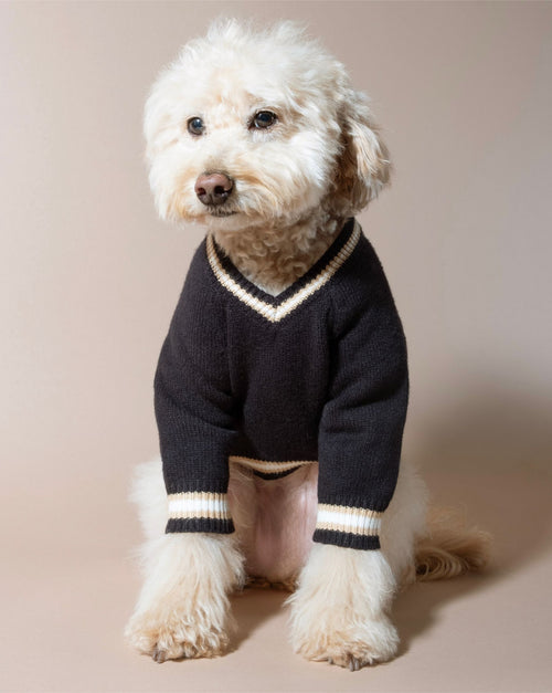Comfortable and stylish black varsity dog sweater for sporty pups like Jack Russells and French Bulldogs.