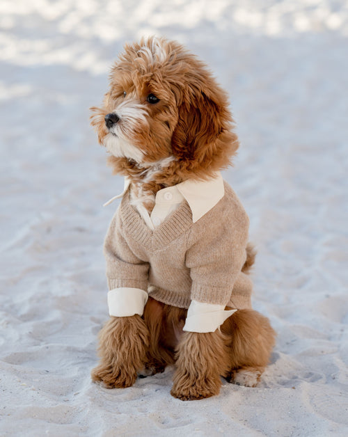 Like A Boss Two-fer Collared Dog Sweater