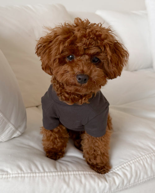 Casual Cutie Black Relaxed Dog T-Shirt