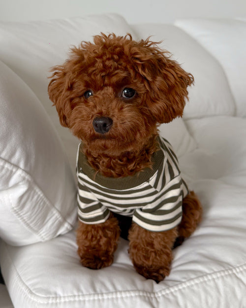 Classic striped dog tee with a relaxed fit, ideal for lounging or walks, loved by dachshunds, corgis, and cavapoos