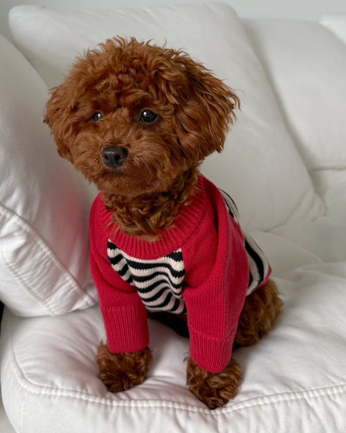 Bookworm Red Colorblock Sweater