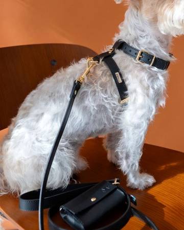 Durable and lightweight dog harness walk kit, perfect for both small and medium dogs.