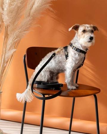 Stylish dog harness and walk kit with matching leash, perfect for daily strolls and outdoor adventures.