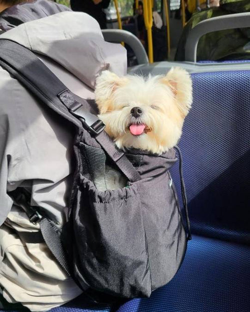 Comfortable Front and Back Dog Carrier in black, designed for dogs who love to be close to their owners.