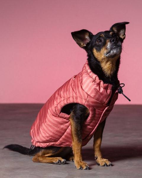 Rose striped easy fit dog jacket, great for small dogs like French Bulldogs and Poodles.