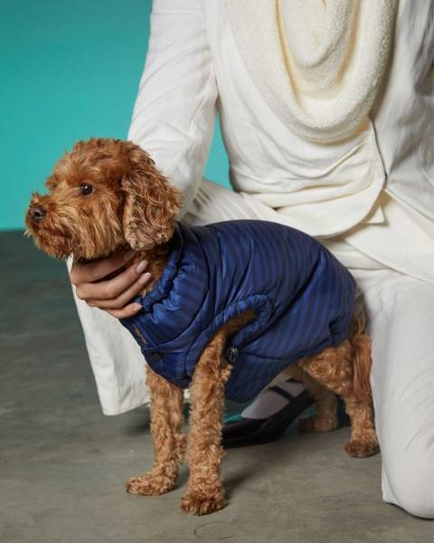 Cozy blue striped dog jacket, ideal for medium breeds like Schnauzers and Cocker Spaniels.