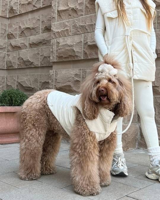 新品　gypsohila Poodle Vest White Teddy Fleece Creamy White Dog Vest | FURB