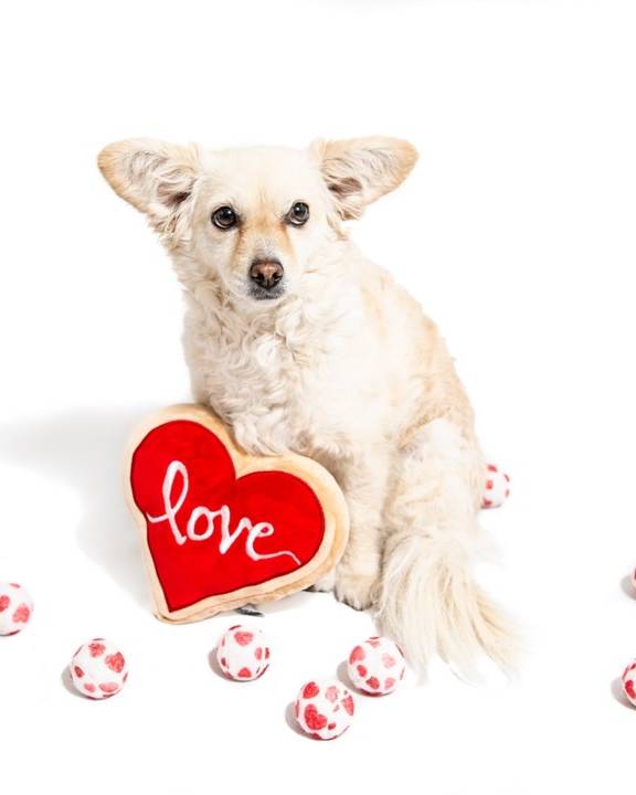 cookie dog toy