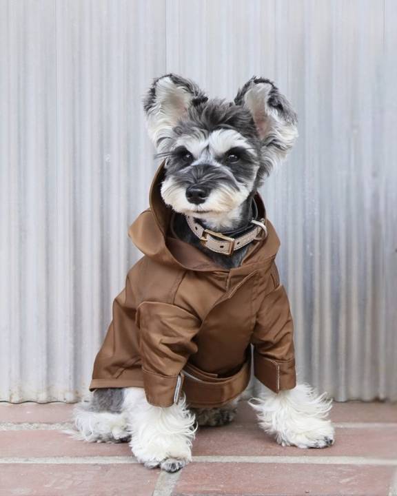 best rain gear for dogs |PEHOM|TRIBECA adjustable velcro raincoat
