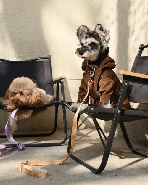 Waterproof rainjacket for Bichon dogs
