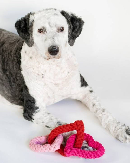 Interactive heart tug toy for dogs, perfect for breeds like Pugs and Miniature Schnauzers