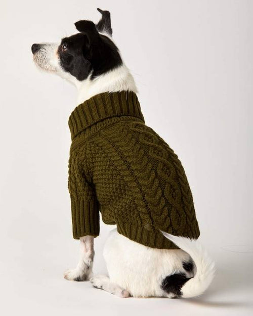 Dog in an olive cable knit sweater, snug and stylish, ideal for walks on cooler days.