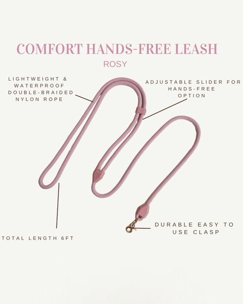 Chihuahua walking comfortably with a Sunday Stroll rose leash for small breeds.