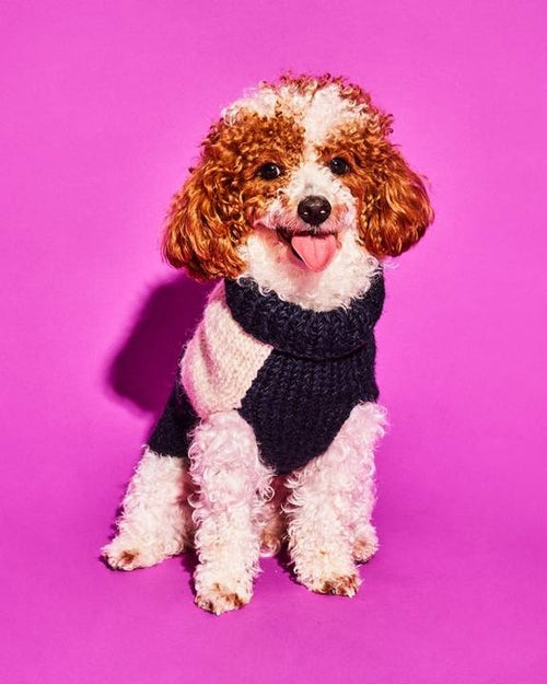 Navy and white dog sweater. amazn chihuahua sweaters 